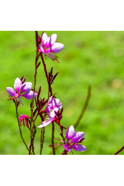 Gaura lindheimeri `Variegata Rose`